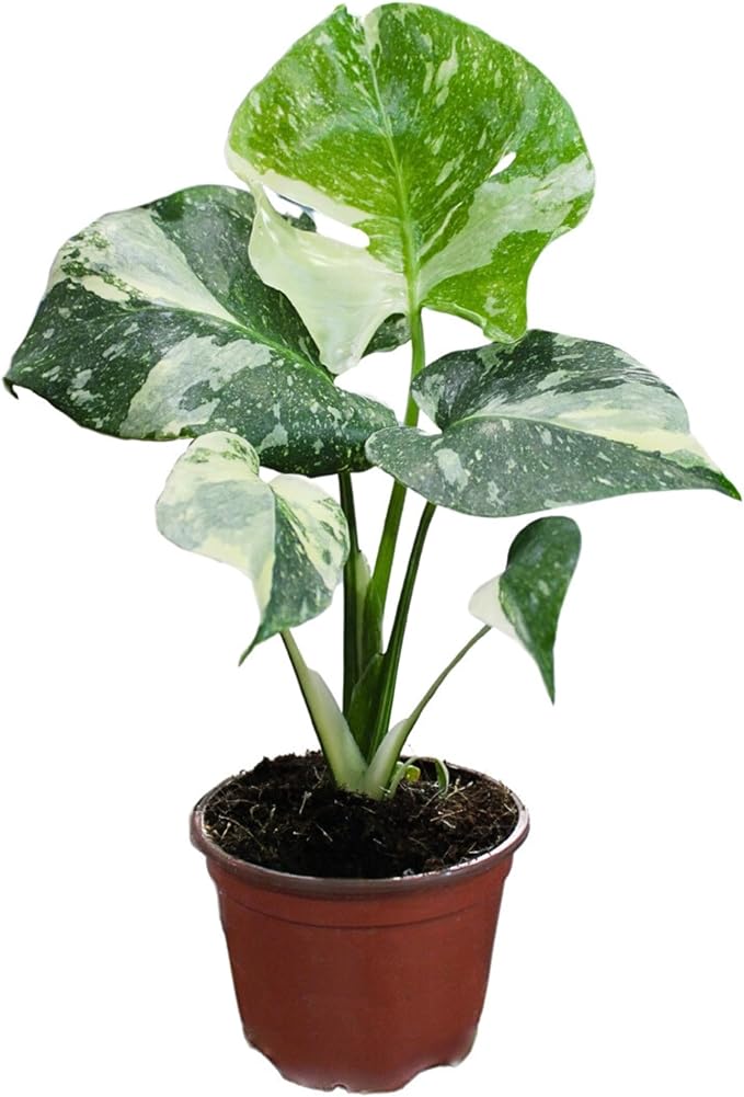 CoollectivePlants Monstera Thai Constellation – Rare Thai Constellation Monstera Live Plant in 4″ Grower’s Pot, Live Indoor House Plants, Low Maintenance Houseplant