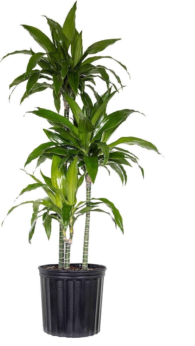 United Nursery Dracaena Janet Craig – Tall Indoor Plant in 10” Grower Pot – 38–42 Inches Tall – Air-Purifying, Low-Light Tropical Houseplant – Easy-Care Green Foliage for Home or Office Decor