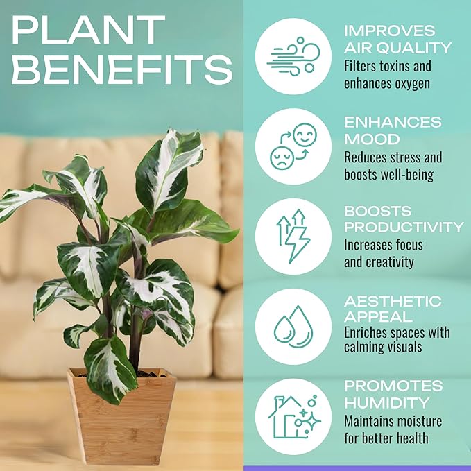 CoollectivePlants Calathea Plant Live in 2″ Nursery Pot – Assorted Indoor House Plants, Easy Care Indoor Plants, Starter Plant for Beginners (4-Pack)