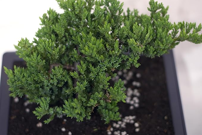 Flora's Market Bonsai Kit - Full kit Nana Juniper Bonsai with Fertilizer and Soil (Nana Juniper)