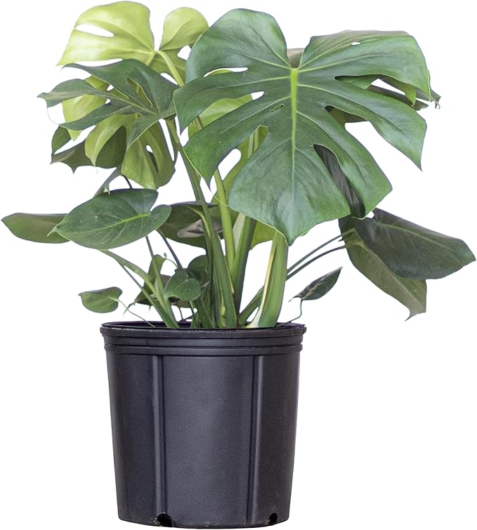 United Nursery Monstera Deliciosa – Swiss Cheese Plant in 10” Grower Pot – 24–28 Inches Tall – Tropical Air-Purifying Indoor Plant with Split Leaves – Easy-Care Greenery for Home or Office