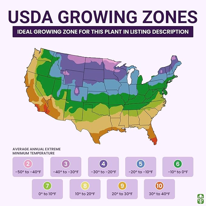 Climbing Vine Seeds for Planting – Colorful Mix of Climbing Flower Seeds: Morning Glory, Nasturtium, Black-Eyed Susan Vine, and Sweet Pea