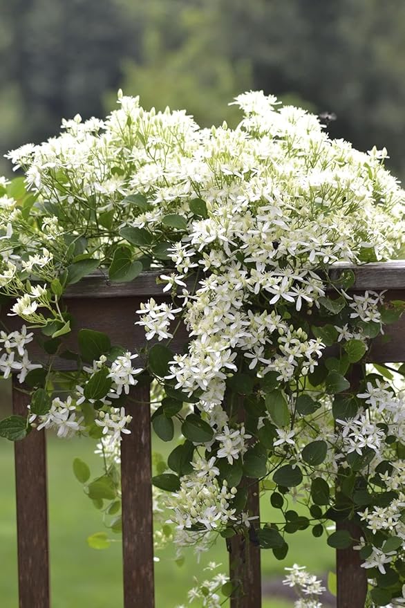 Clematis Sweet Autumn - 3 Live Plants in 4 Inch Growers Pots - Clematis 'Sweet Autumn' - Starter Plants Ready for The Garden - Beautiful White Flowering Vine