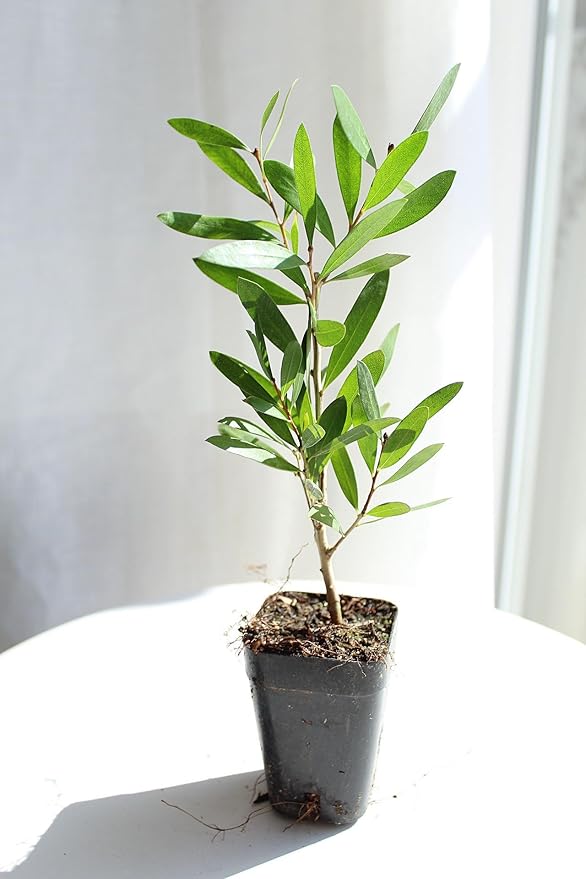 Generic Purple Bottlebrush Starter Plant Callistemon Citrinus Jeffersii Starter Plant Shrub Pink Floral Live Plant Landscape Outdoor Garden Plant