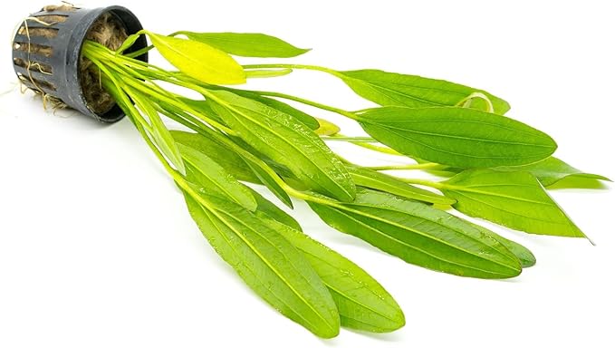 SubstrateSource Echinodorus Red Devil Sword Live Plant for Freshwater Aquariums, Natural Fish Tank Decorations, and Aquatic Decor (1 Pot (2-3 Plants))