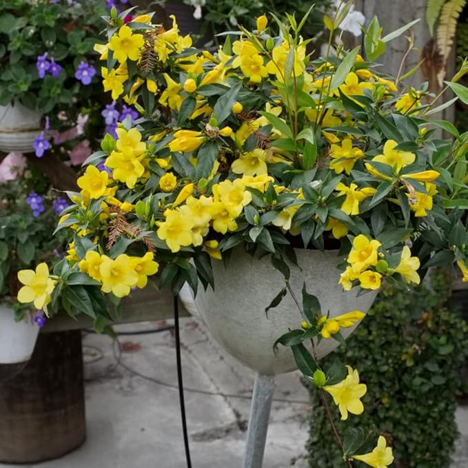 2 Jasmine Plants Live, Jasmine Flower Plant, 5 Inc Long, Annual Blooming Climbing Vine (Yellow)