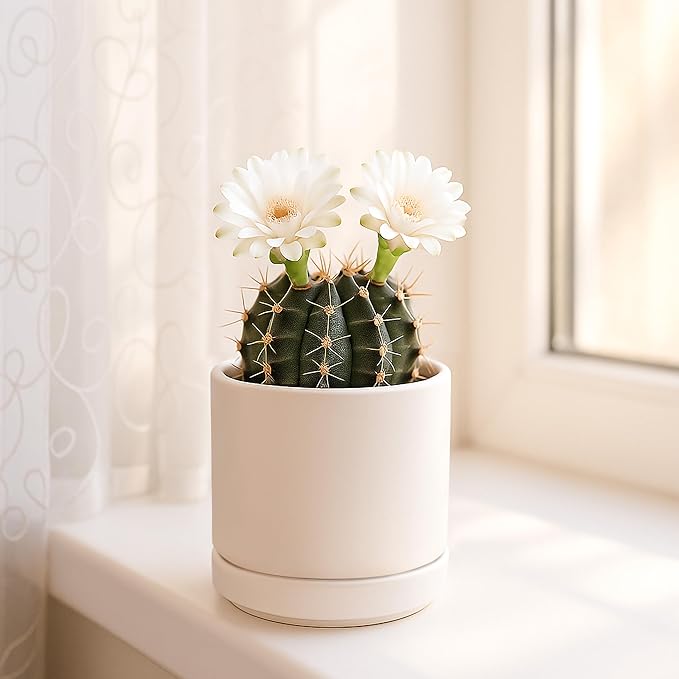 D'vine Dev Set of 2 Plants Pots, 3.5 Inch Ceramic Planter Pot for Plants with Drainage Hole and Saucer, Oatmeal, 94-V-A-8