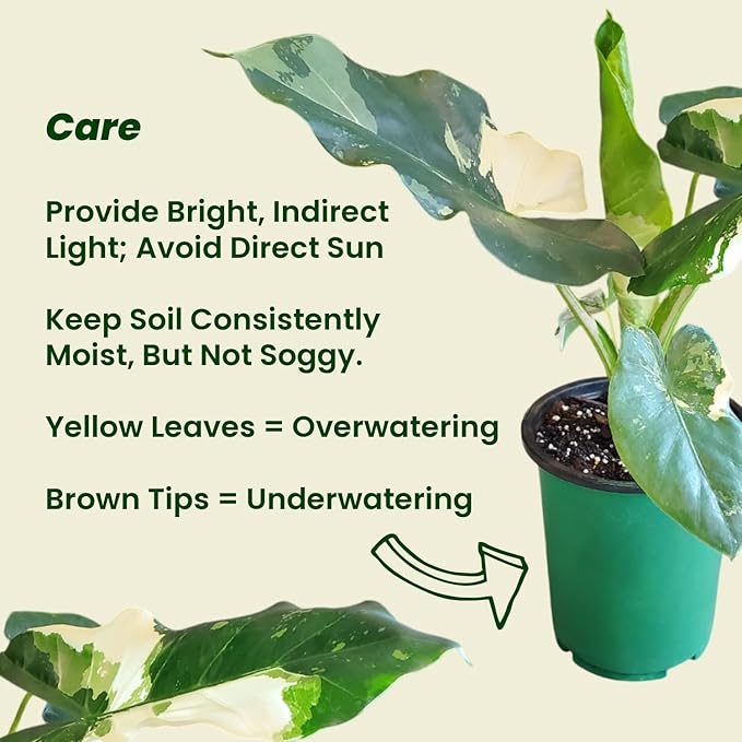 Alocasia Appaloosa Gold Live Plant – Rare Alocasia Macrorrhiza with Variegated Foliage – Tropical Indoor Plant Fresh from Florida Nursery – Unique Elephant Ear Houseplant for Home Décor