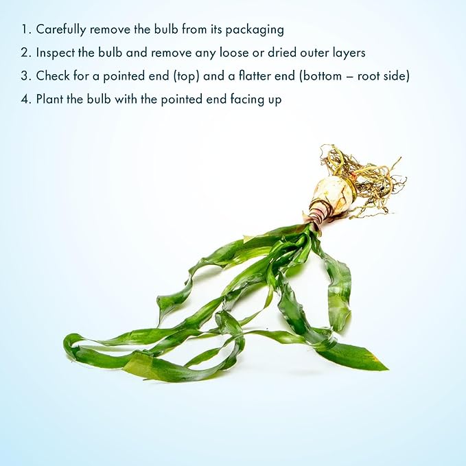 SubstrateSource Live Plants - Thai Onion Plant (Crinum thaianum) - Medium Light, Green Accent Freshwater Aquatic Plant, Midground to Background Placement for Aquascaping - Bulb Growth - Bulb - 1 Pack