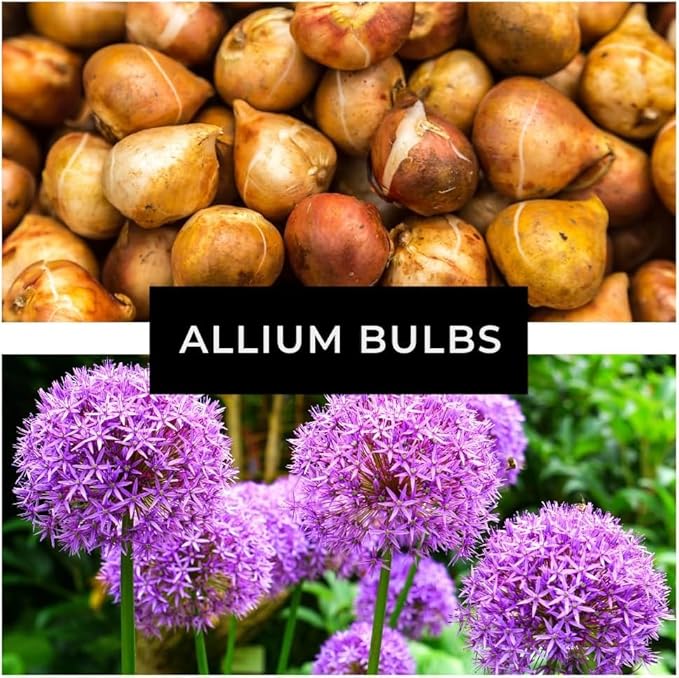 Purple Allium Bulbs for Planting - Easy to Grow Perennial Flowers, Top Size Bulbs, Large Spherical Blooms (5 Bulbs)