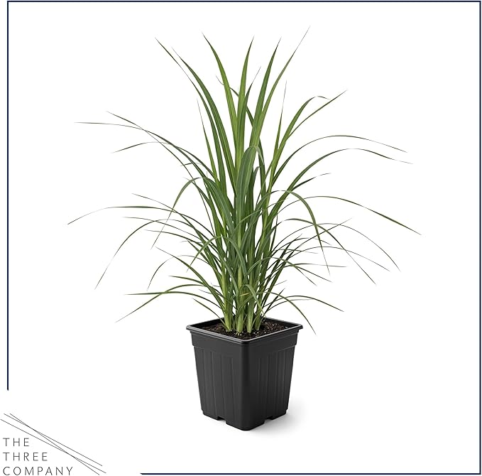 Live Pink Pampas Grass (Cortaderia selloana) - Showy Perennial Accent Plant - 12" Tall by 6" Wide in 1.5 Qt Pot