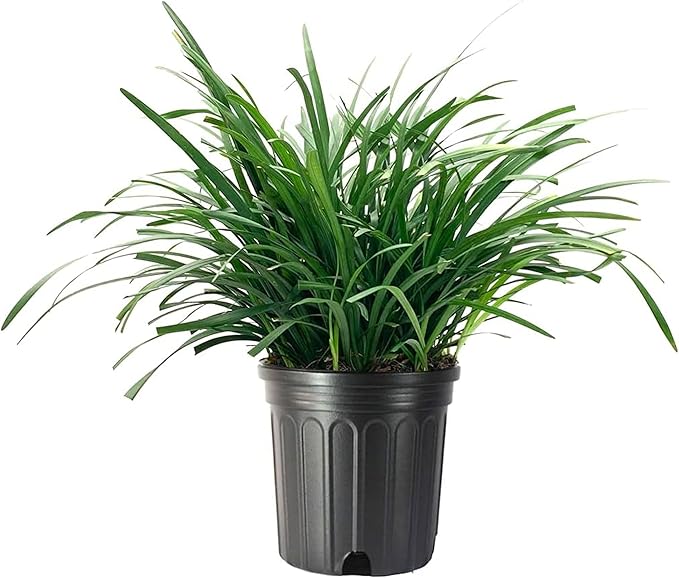 Liriope Big Blue | 1 Large Gallon Size Plant | Liriope muscari | Lavender Blue Flowers | Evergreen Ground Cover for Shade | Landscape Borders for Walkways and Beds