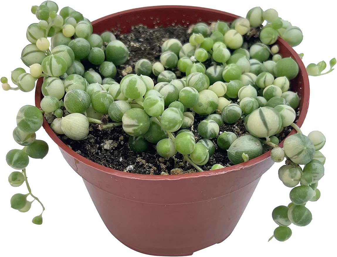 Live Succulent 4" Variegated String of Pearls, Succulents Plants Live, Succulent Plants Fully Rooted Hanging House Plant for Home Office Decoration, DIY Projects Party Favor Gift by The Succulent Cult