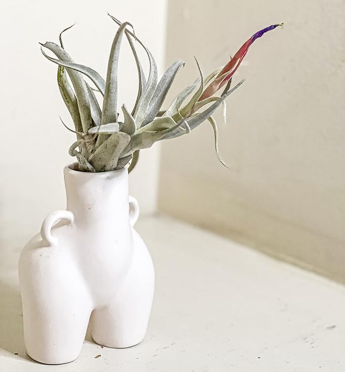 ragnaroc Air Plants - Loki Gift Box - 9ct - Live Arrival Guaranteed - House Plants for Home Decor & Gift