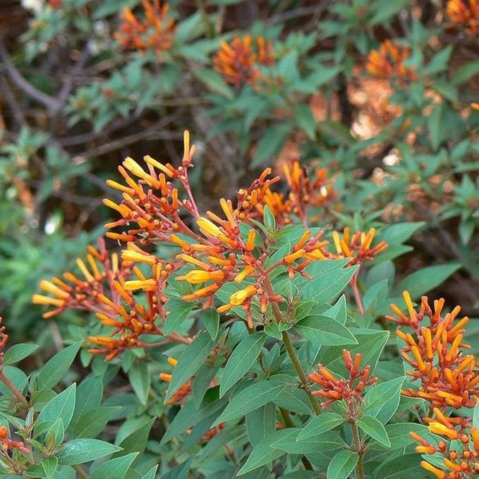 Firebush Firefly I 10 Live Plants I Dwarf Hamelia Patens I Brilliant Red Blooms, Compact Size, Heat and Drought-Resistant, Ideal for Patios and Small Gardens