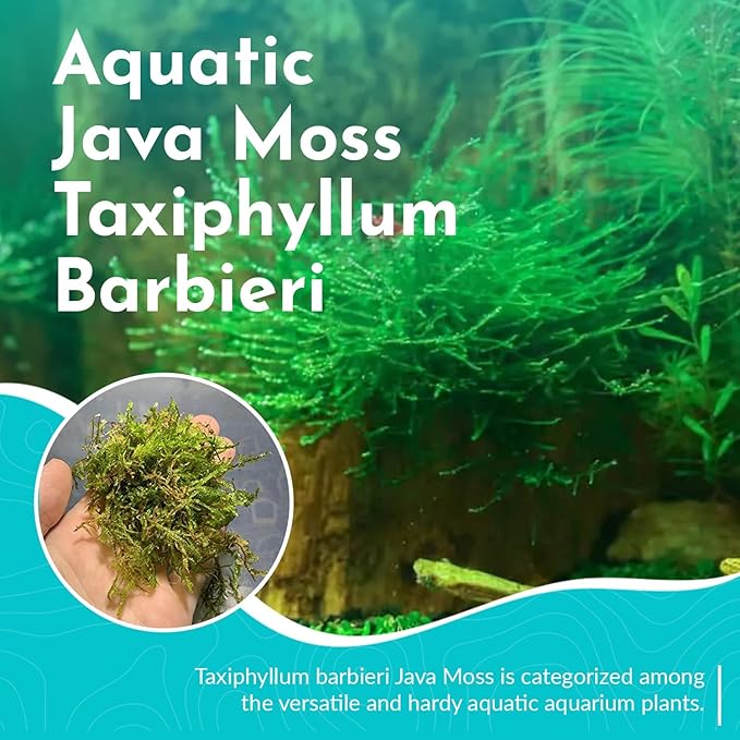5 Pack Java Moss Taxiphyllum Barbieri Portions