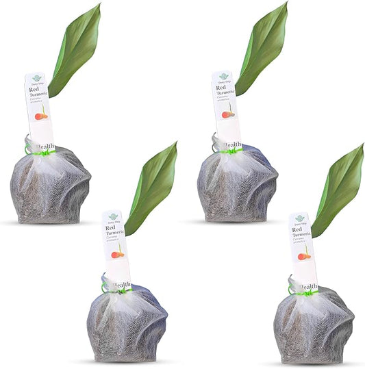 Live Red Turmeric Plants (Curcuma Longa) - Healthy Rhizome and Plant for Home Gardening & Medicinal Use (4 red Turmeric Bags)