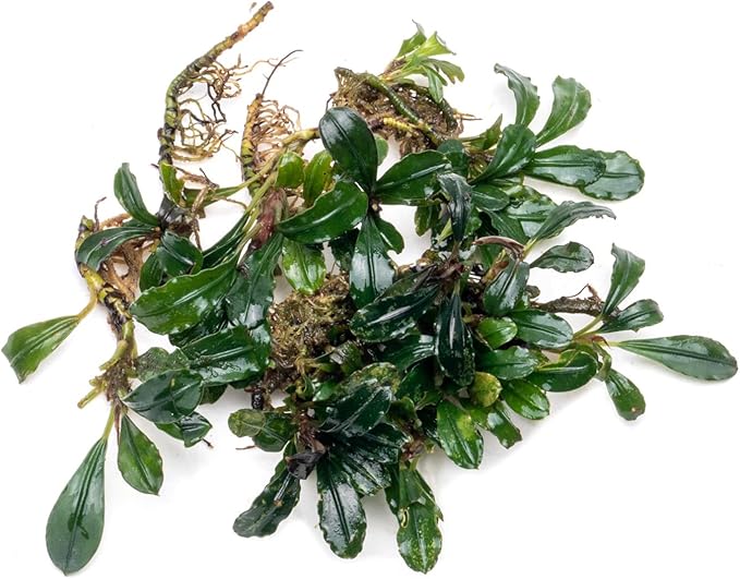 SubstrateSource Bucephalandra Arrogant Blue Live Aquarium Plant - Natural Freshwater Fish Tank Decorations and Aquatic Decor (Small Clump (3-5 Plants))