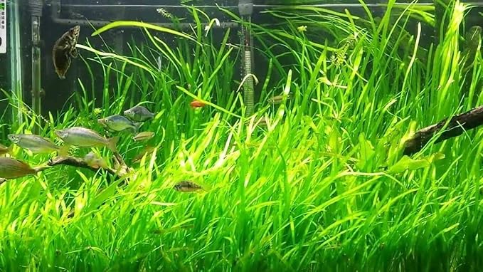Live Jungle Vallisneria American Val Plant - Provides Canopy on Tank Top & Shelter to Baby Fish - Fast Growth, Long Lasting & Easy to Care Aquatic Plants - 6 Plants - Green