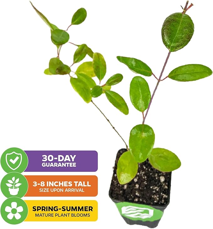 Trumpet Honeysuckle Coral Live Plant - Lonicera sempervirens - Wellspring Gardens Vibrant Blossoms, Honeysuckle Plants Live in Full Bloom Great for Nature Lovers & Gardeners- Outdoor & Indoor Planting