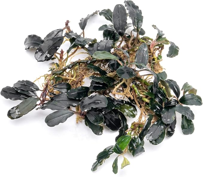 SubstrateSource Bucephalandra Deep Purple Live Aquarium Plant - Natural Freshwater Fish Tank Decorations and Aquatic Decor (Plant Clump (3 Plants))