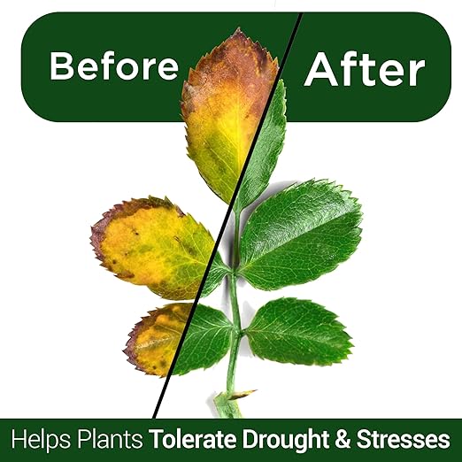 Elm Dirt Kelp Mist 100% Organic Plant Spray - Foliar Spray for Plants Food Indoor House Plants & Outdoor Plant Food | Help Plant Nutrients Efficiently & Boost Soil Activity - Kelp Foliar Mist (16 oz)