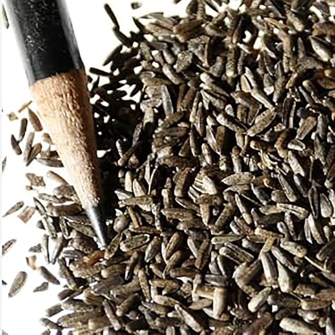 Maximilian Sunflower Seeds - Attracts Bees and Butterflies - Perennial Sunflower Native to North America, Approximtely 600 Seeds (Pack of 2)