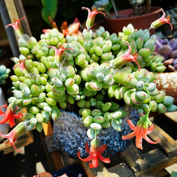 4" Cotyledon Pendens in White Stripe Pot, Live Succulent Rare House Plant for Home Office Wedding Indoor Outdoor Decoration, DIY Projects, Party Favor