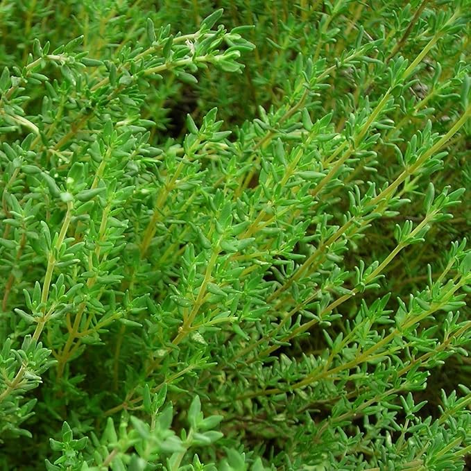 German Thyme Plants - Perfect for Indoor or Outdoor Gardening, High in Antioxidants, Fragrant and Flavorful Herb (4 ger Thyme Cups)
