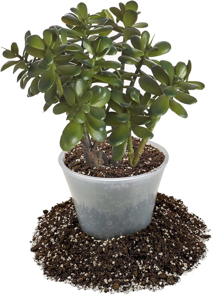 GARDENERA Premium Jade Plant Potting Soil Mix - (5 Quart Bag)