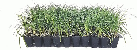 Mondo Grass - 20 Live Plants - Ophiopogon Japonicus - Live Evergreen Groundcover Plants - Shade Loving