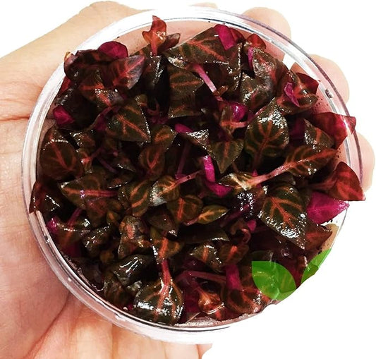Alternanthera Reineckii Rosanervig Red Tissue Culture Cup Freshwater Live Aquarium Plants Decoration BUY2GET1FREE