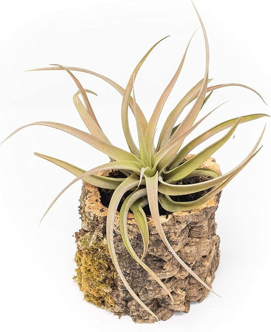 Air Plant Shop Cork Bark Planters with Assorted Air Plants- Wholesale and Bulk - Succulents - Live Tillandsia - Easy Care Indoor and Outdoor House Plants
