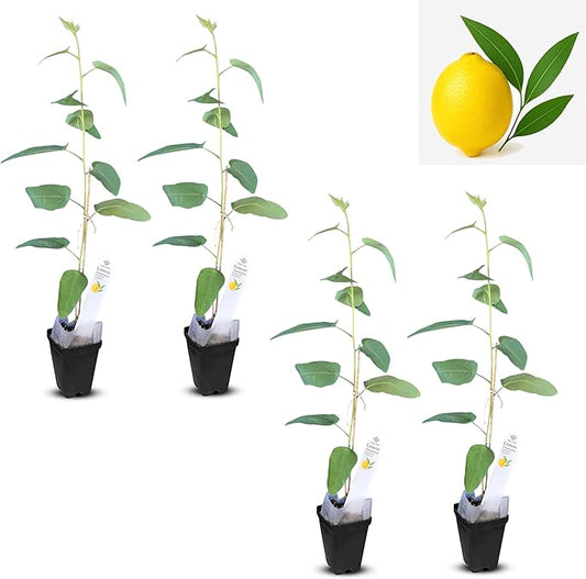 Lemon Eucalyptus (Corymbia citriodora) Live Plant - Fragrant Indoor/Outdoor Plant with Natural Insect Repellent Citronella Oil (4 eucal-Lemon sacs)