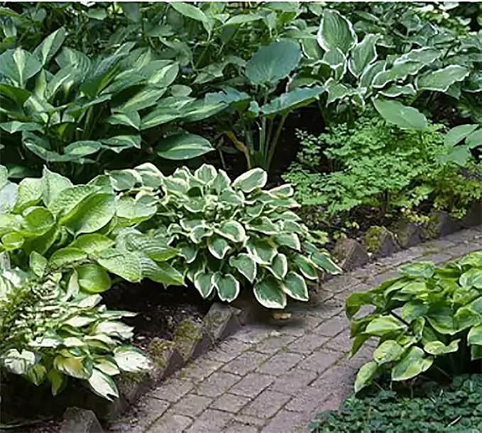 Fire and Ice Hosta - Shade Plant 24" Tall