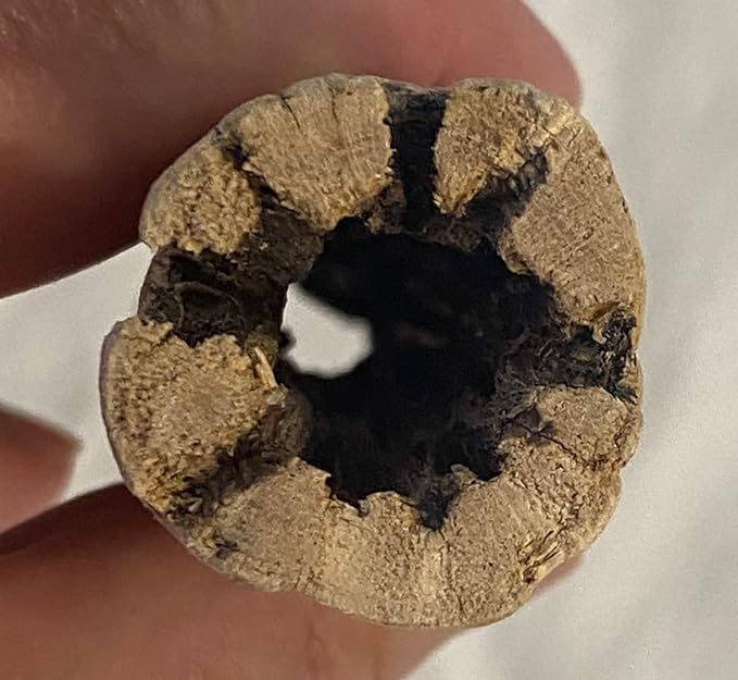 Awesome Aquatic Natural Cholla Choya Wood Combo 4 Pieces 2-12" & 2-6” Habitat for Shrimp Hermit Crabs Plecos Reptiles Aquarium Driftwood Decoration Lowers pH Hideouts and Food Treat Chew Toy Organic