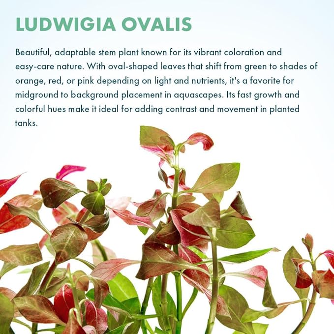 SubstrateSource Live Plants – Ludwigia Ovalis – Moderate to High Light, Green to Orange, Midground Accent – Lead Bunch, 4 Pack