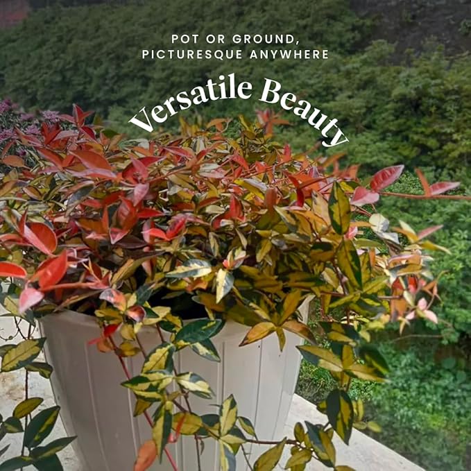 American Plant Exchange Summer Sunset Jasmine – 6-Inch with Pot – Live Fragrant Flowering Vine, Easy Care Plant for Home, Garden, Patio, or Balcony Decor