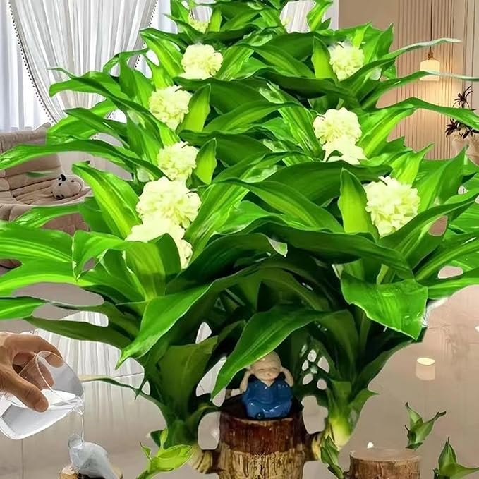 Brazilian Lucky Wood & Lucky Growth Kit,Grow Your Own Luck,Mini Sculpture Art,Good Luck Offices, Kitchens, Living Rooms, Home Decorations (C)