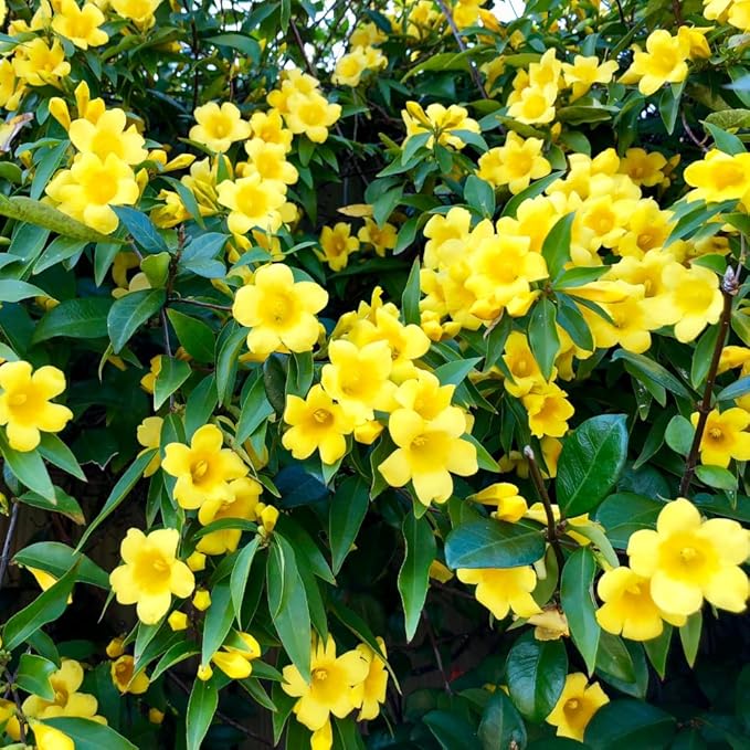 2 Jasmine Plants Live, Jasmine Flower Plant, 5 Inc Long, Annual Blooming Climbing Vine (Yellow)