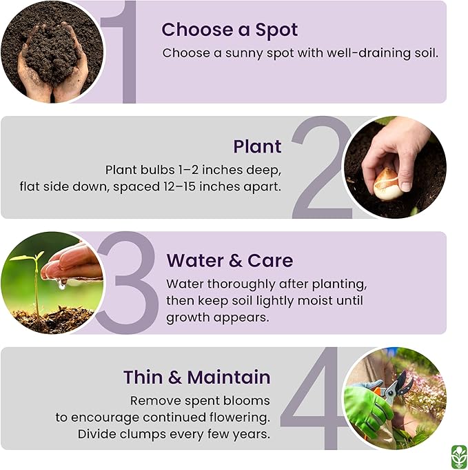 Purple Blazing Star - 5 Fresh Bulbs - Liatris Spicata Flower Bulb - Perennial Gayfeather Plant for Planting Outdoor - Perfect for Borders and Landscapes