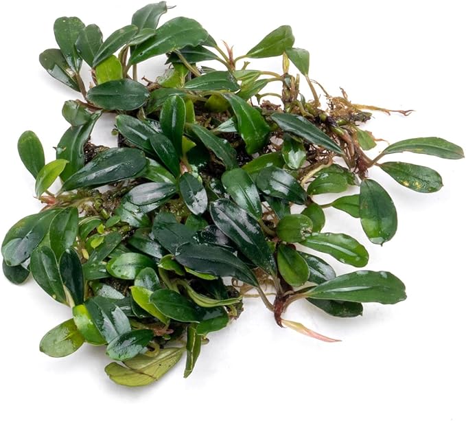SubstrateSource Bucephalandra Black Tears Live Aquarium Plant - Natural Freshwater Fish Tank Decorations, Aquatic Décor - Small Clump (3-5 Plants)