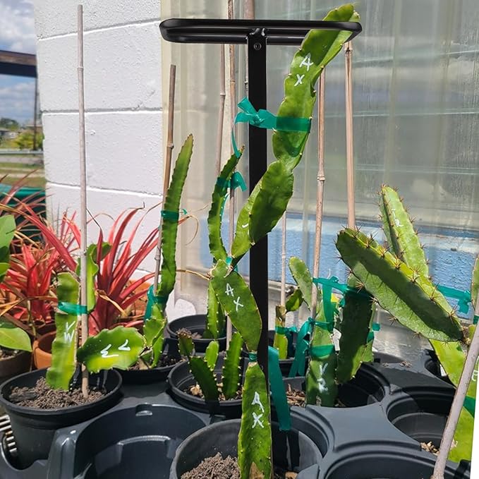 Premium Dragon Fruit Trellis - Durable Metal Trellis for Vertical Gardening and Climbing Plants - 12in x 12in x 50in