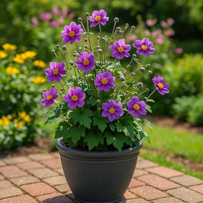 Perennial Farm Anemone x Hybrida 'Pamina' – Live Windflower in #1 Container, Semi-Double Deep Rose-Pink Blooms, Long Blooming, Deer Resistant, Perfect for Borders, Shade & Pollinator Gardens