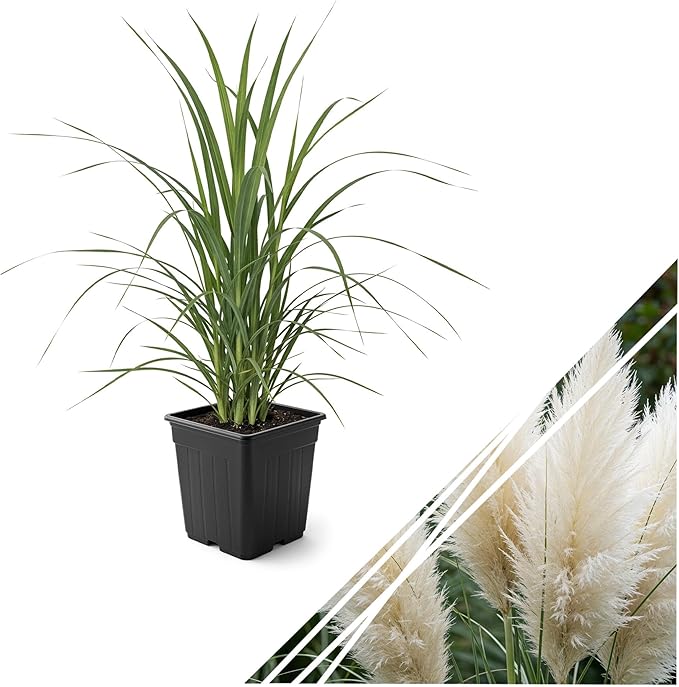 Live White Pampas Grass (Cortaderia selloana) - Showy Perennial Accent Plant - 12" Tall by 6" Wide in 1.5 Qt Pot