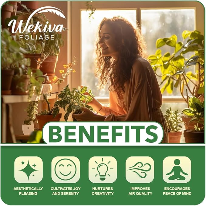 Custard Apple Tree - Cherimoya - Live Plant in a 4 Inch Growers Pot - Annona Cherimola - Beautiful Edible Fruit Bearing Tree for Patio or Garden