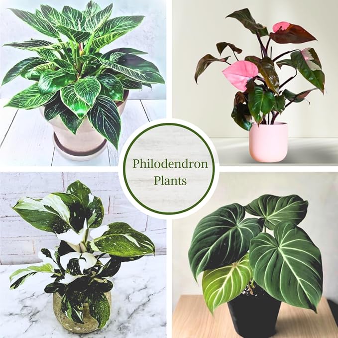 Philodendron Plant Live Exclusive Collection (4-Pack) – Rare Birkin, Gloriosum, Pink Princess & White Wizard in 2" Pot; Easy Care Indoor Plants Live Houseplants Decor for Home/Office/Garden
