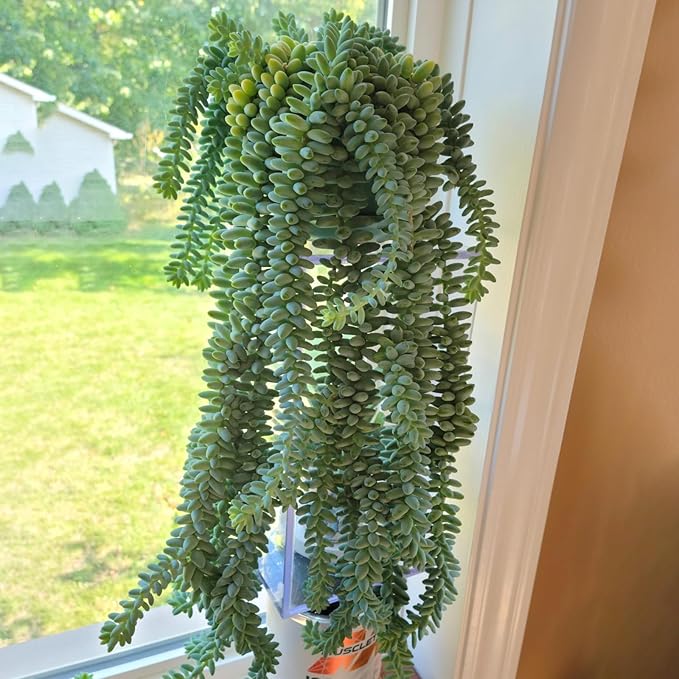 Donkey's Tail with 4" White Stripe Pot, Live Sedum Morganianum-Burro's Tail Succulent with Soil Mix, Rare House Plant for Home Office Wedding Indoor Outdoor Decoration, DIY Projects, Party Favor