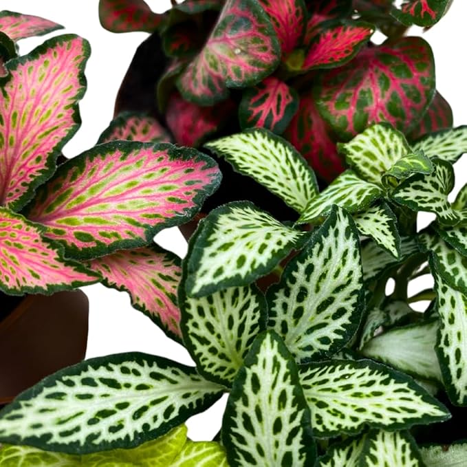 BubbleBlooms Fittonia Assortment 2 inch Set of 4