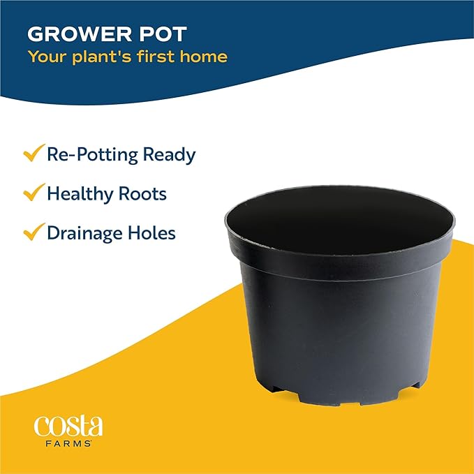 Costa Farms Live Plants (Pack of 4), Easy to Grow Live Indoor Houseplants in 3.8-Inch Plant Pots, Hand-Selected Varieties, Home and Room Decor, 8-10 Inches Tall